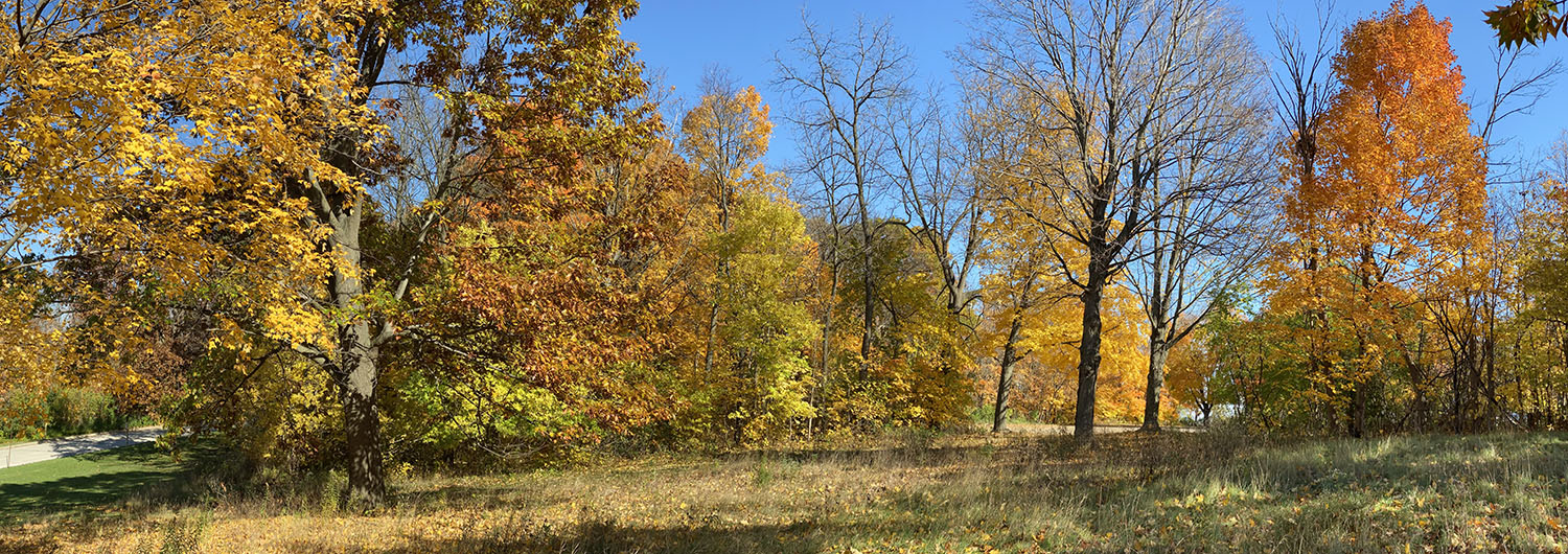 Autumn meadow