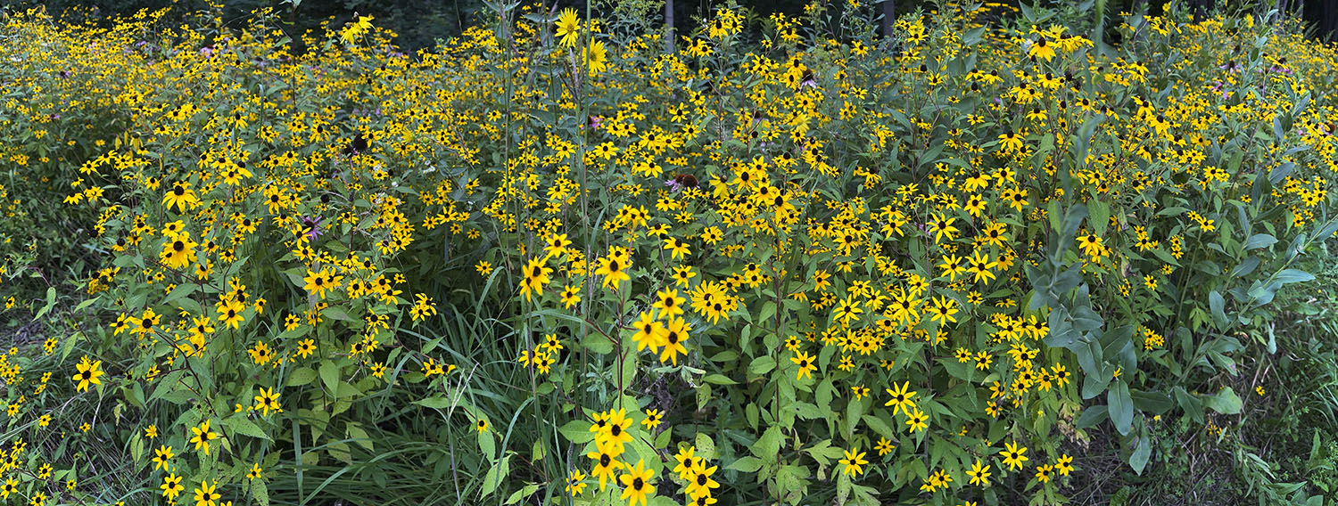 Brown-eyed Susan Panorama