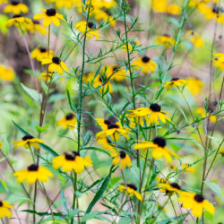 brown-eyed Susans