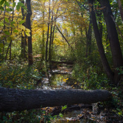 a woodland creek in autumn