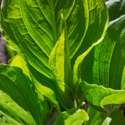 close up of skunk cabbage