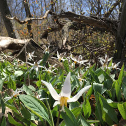 a patch of trout lilies in bloom