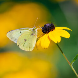 clouded sulphur butterfly