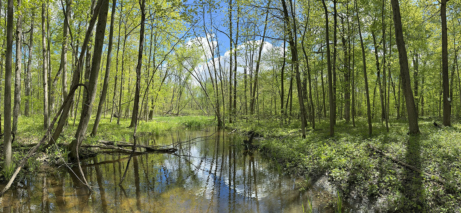 Creek and Woodland Panorama