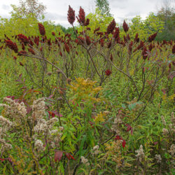 Meadow in autumn with goldenrod and deep red sumac drupes or fruit