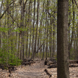 trail in woodland in early spring