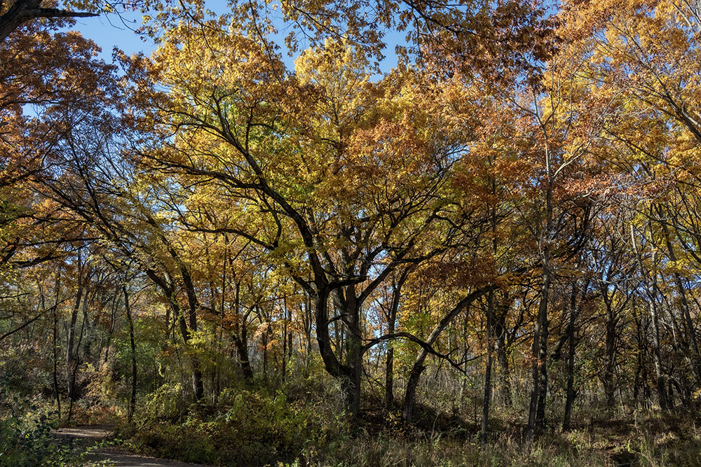 Brightly backlit autumn trees