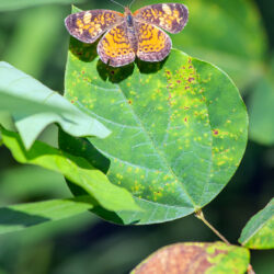 pearl crescent butterfly