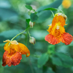 jewelweed blossoms