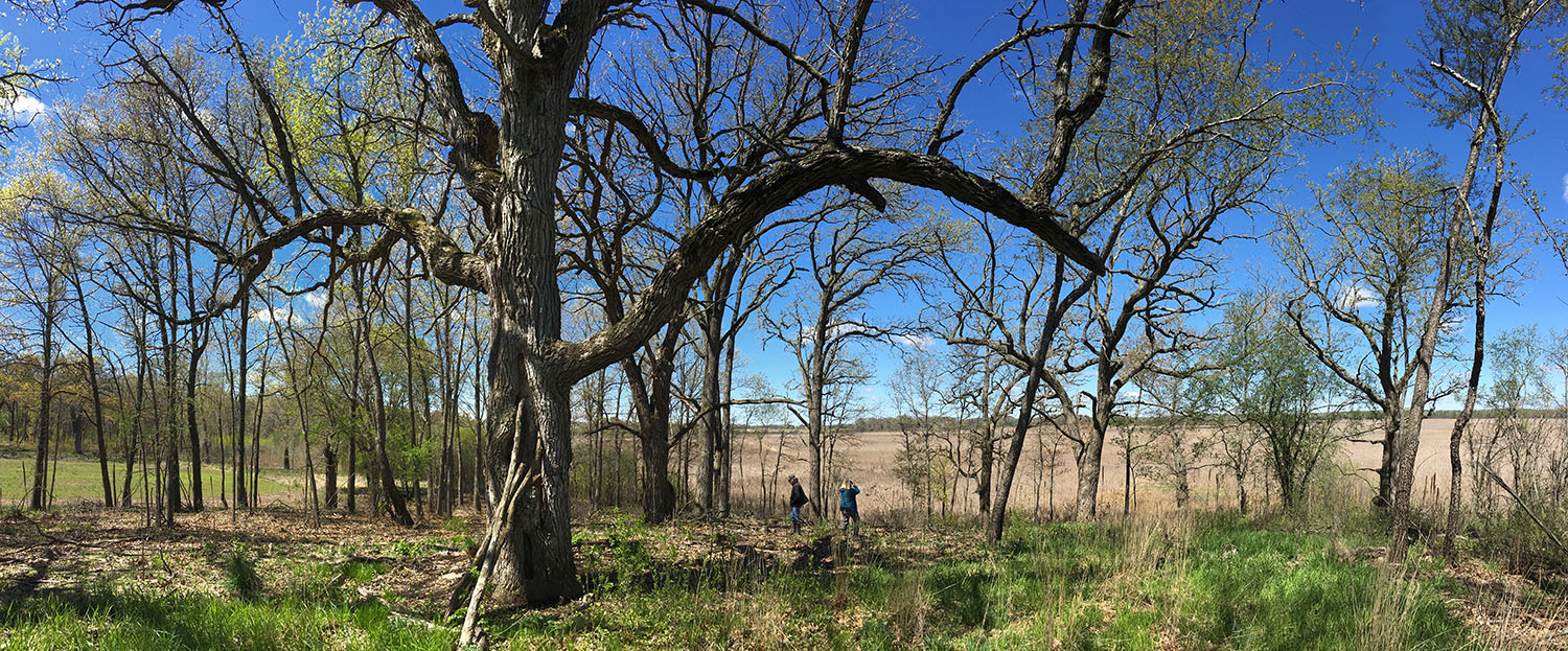 Tichigan Wildlife Area Panorama