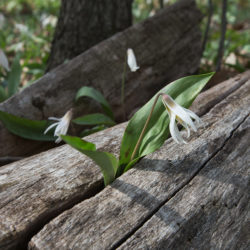 trout lilies sprouting from a log