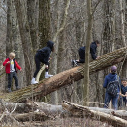 Family climbing a fallen tree