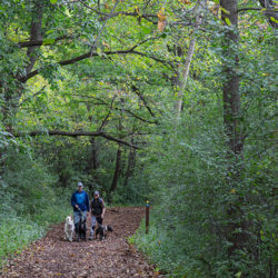 A couple walking three dogs on a wide, mulched trail through deep woods