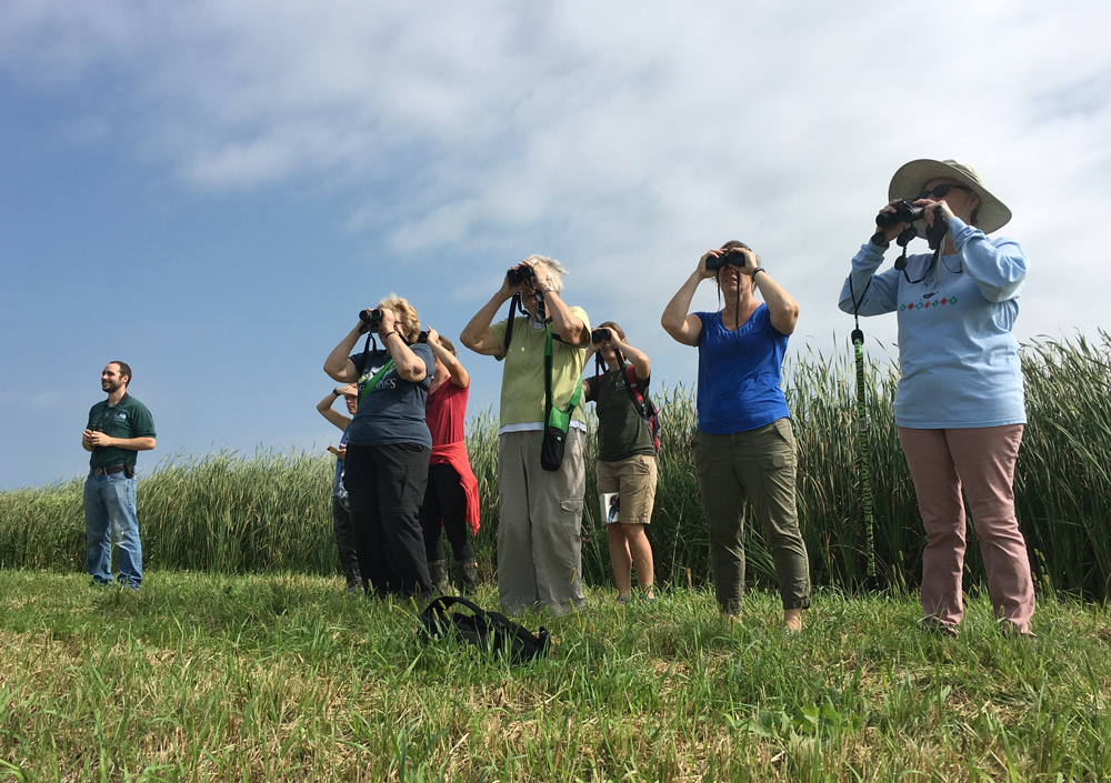 The birders 