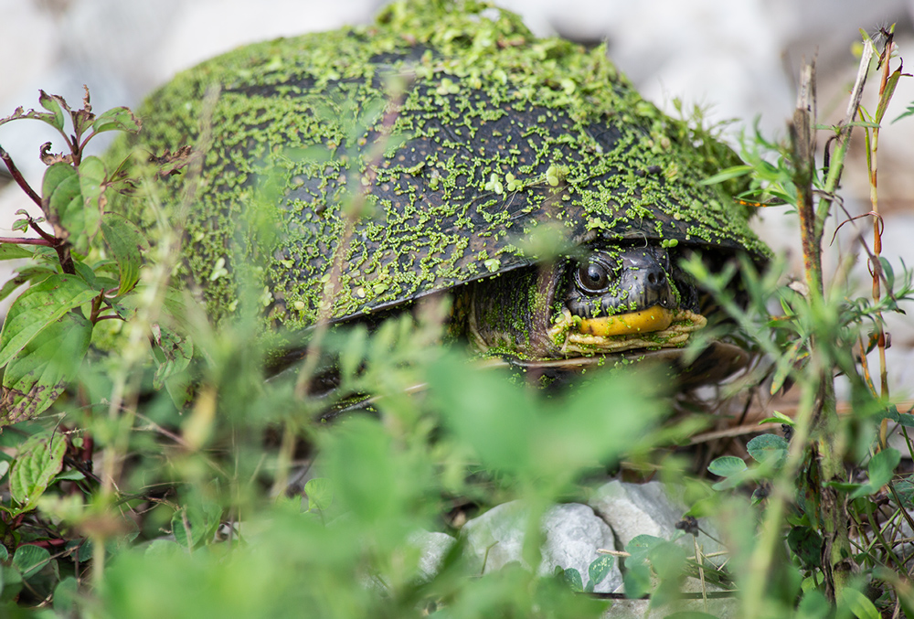 A second Blanding's turtle hiding in the grass.