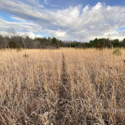 Meadow and sky