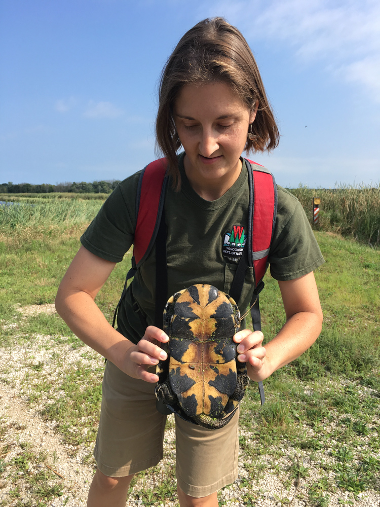 How to tell the sex of a turtle--the concavity of the bottom shell.