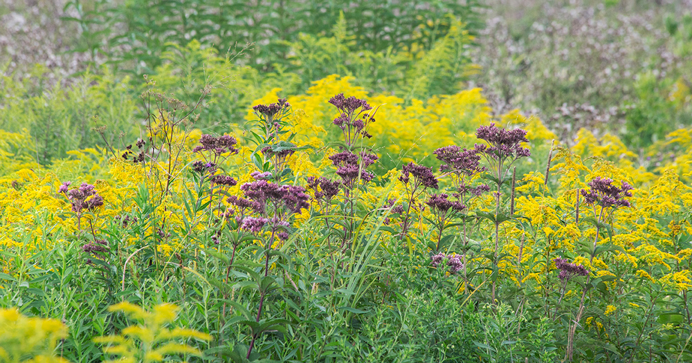 Joe Pye weed and goldenrod.