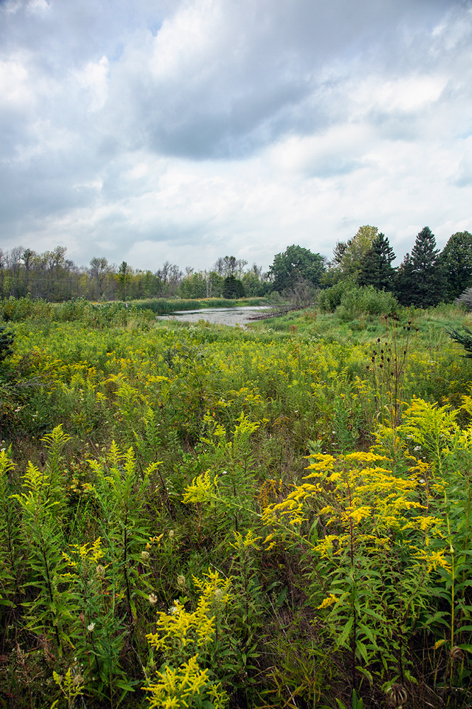 Prairie and pond.