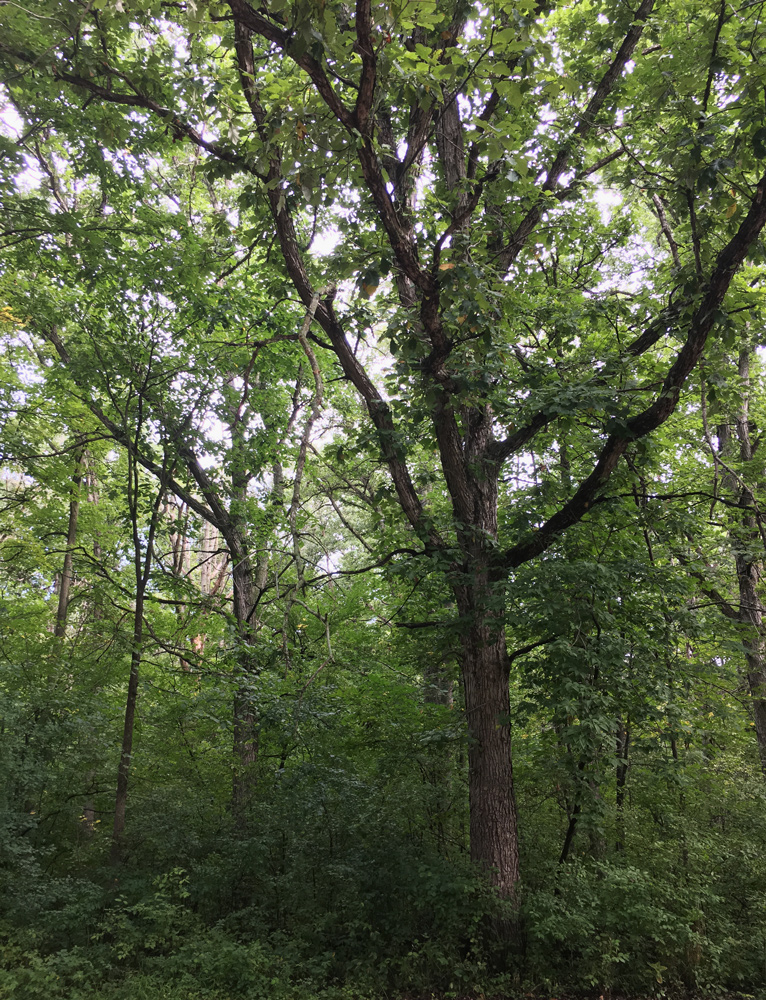 Old growth trees