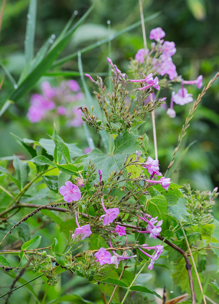 Garden phlox. 