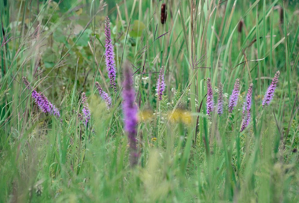 Prairie blazing star (purple flowers).