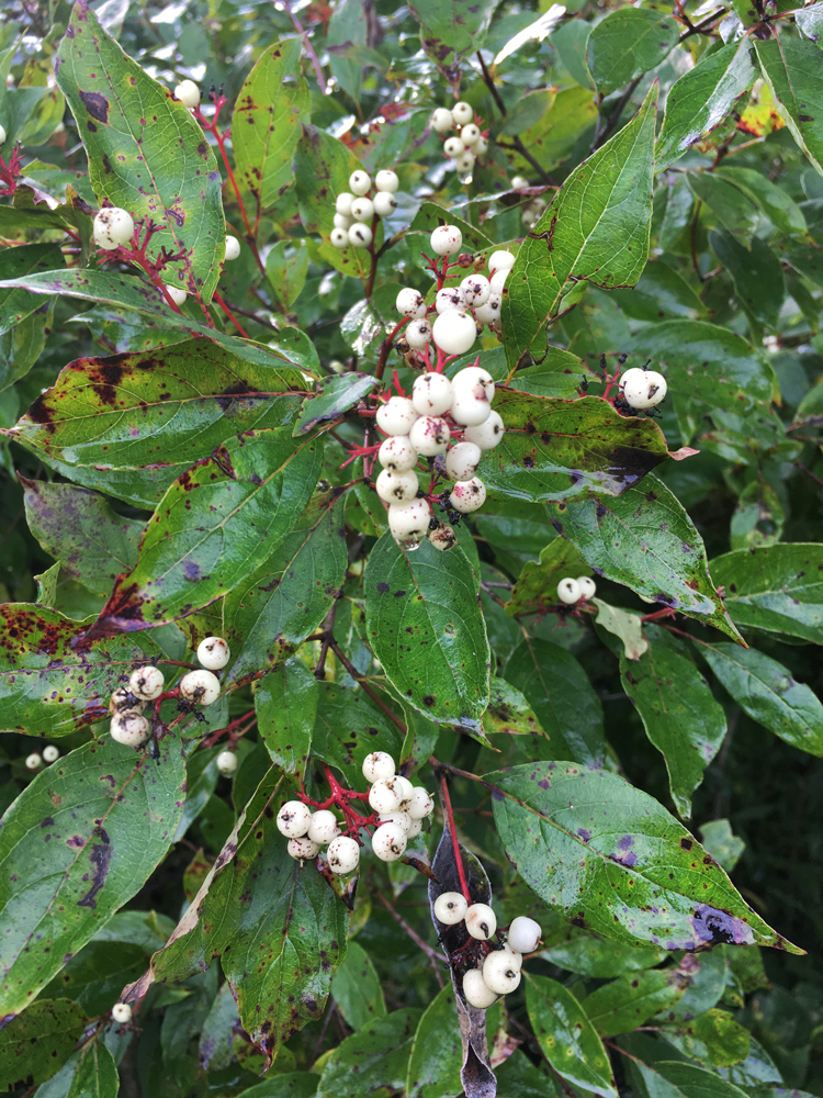 Red osier dogwood.