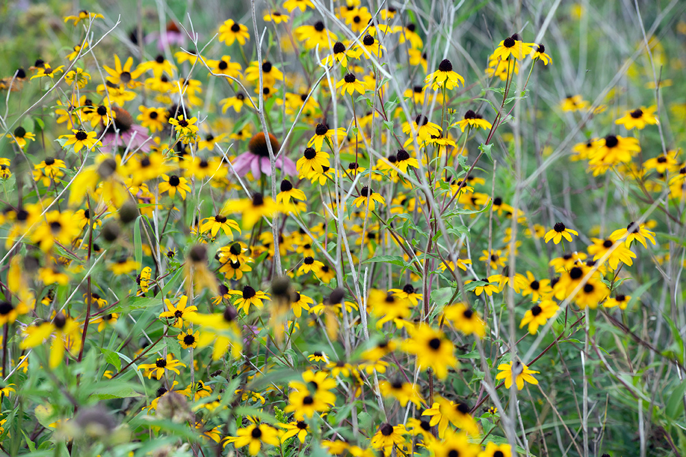 Blackeyed Susan patch.