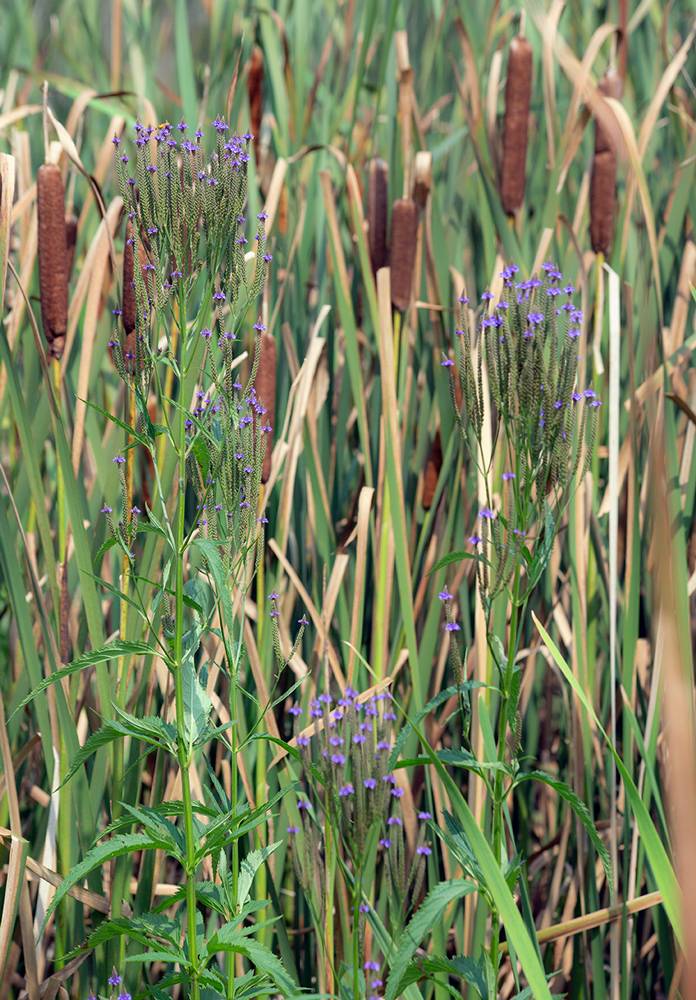 Blue vervain among cattails in wetland.