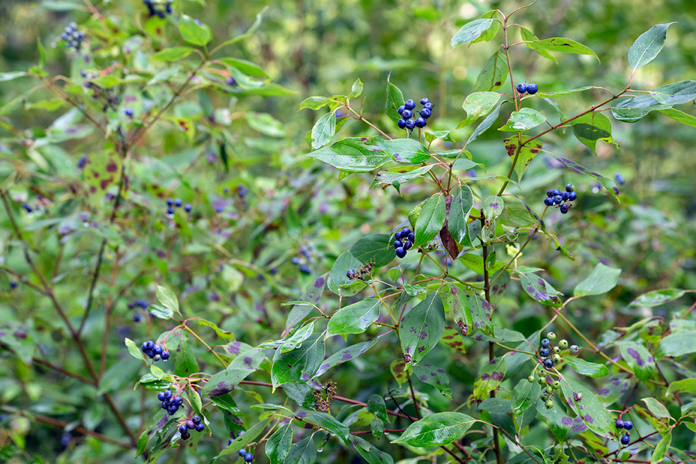 Blueberry dogwood.