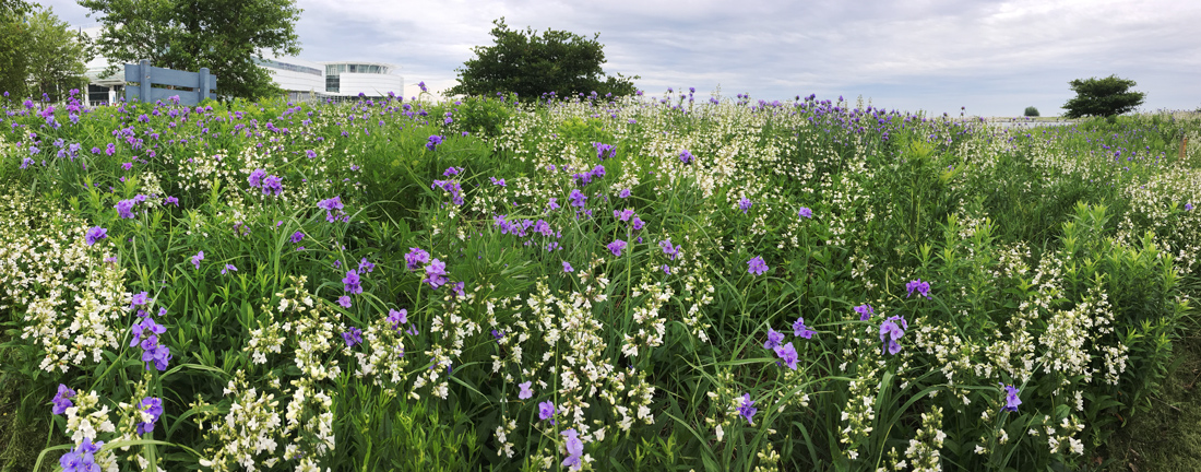 Beardtongue and spiderwort at Lakeshore State Park.