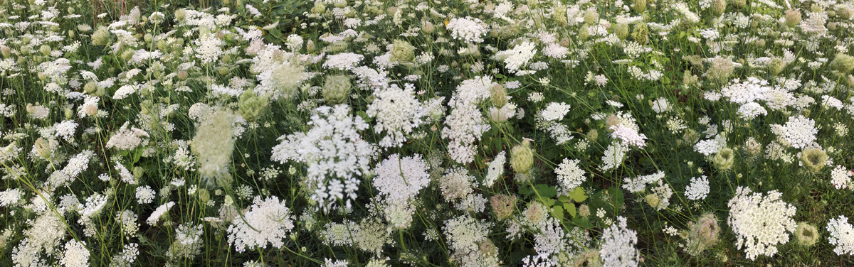 Queen Anne's Lace at Menomonee River Parkway, Wauwatosa, Milwaukee County.