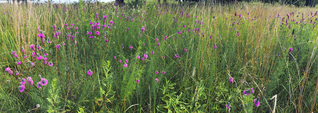 Prairie clover at Kettle Moraine State Forest - Lapham Peak Unit, Waukesha County.