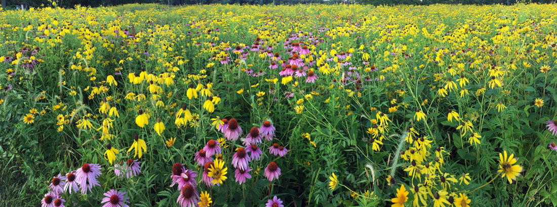 Various yellow flowers and purple coneflowers at Mukwonago Park, Waukesha County.