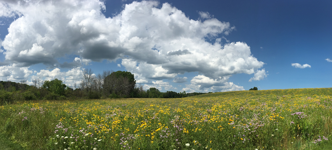 Various yellow flowers and bergamot at Tendick Nature Park, Ozaukee County.