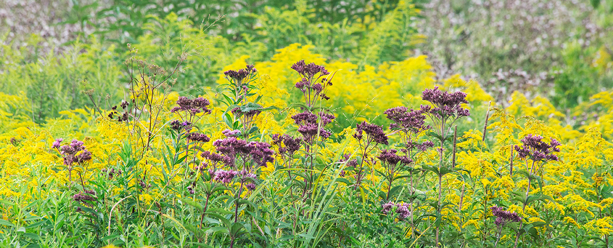 Joe Pye weed and Canada goldenrod at Forest Beach Migratory Preserve, Ozaukee County.