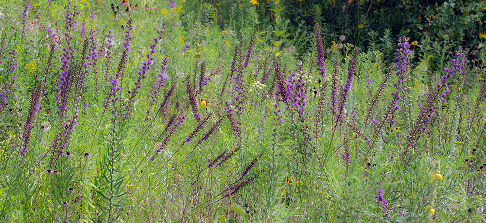 Prairie blazing star at Riveredge Nature Center, Ozaukee County.