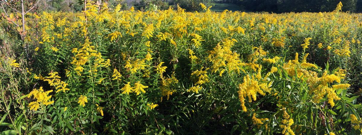 Canada goldenrod at Menomonee Park, Waukesha County.