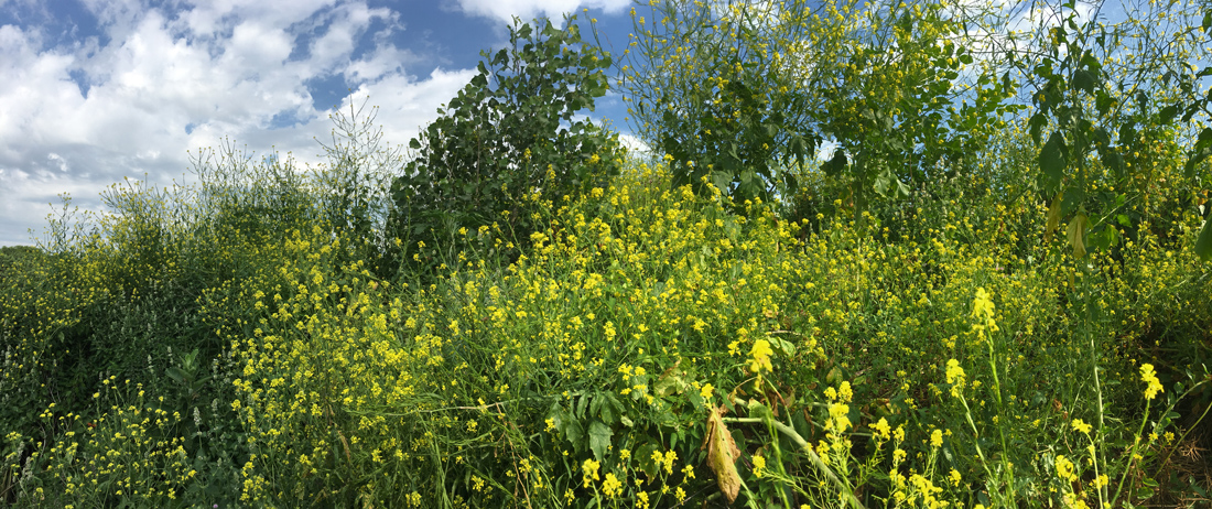 Wild mustard at Rotary Centennial Arboretum, Riverside Park, Milwaukee.