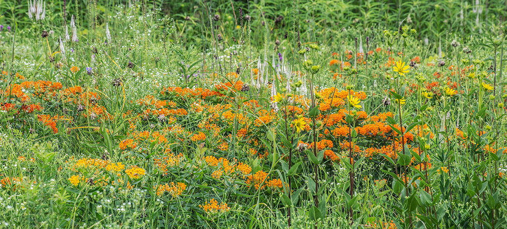 Butterfly weed (orange) at Chiwaukee Prairie State Natural Area, Kenosha County.