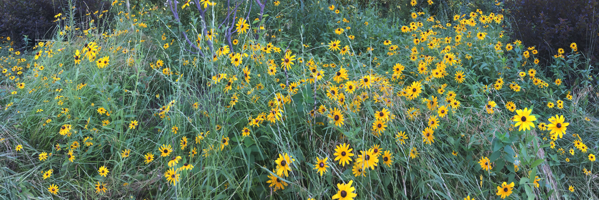 Blackeyed Susans at Hoyt Park, Wauwatosa.