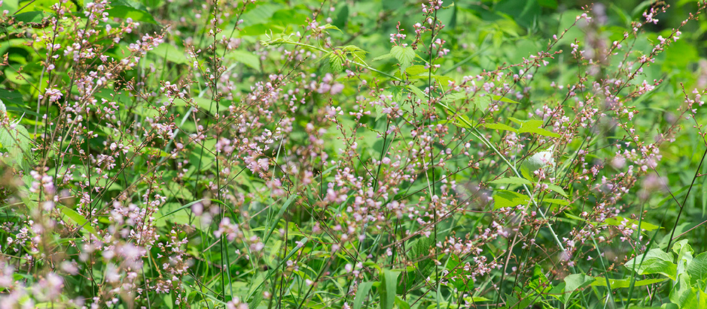 Genesee Oak-Fen State Natural Area, Waukesha County.