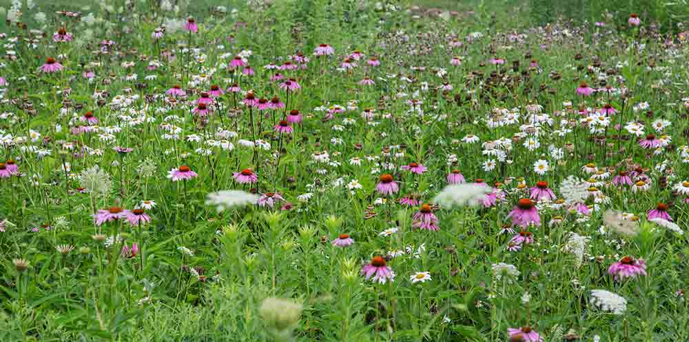 Daisies, purple coneflowers and Queen Anne's lace at Petrifying Springs Park, Kenosha County.