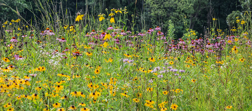 Purple coneflowers, bergamot and black-eyed Susans at Pringle Nature Center, Kenosha County.