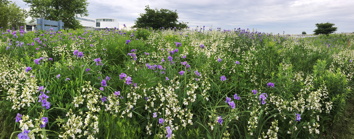 Spiderwort and bellflowers at the entrance to the park.