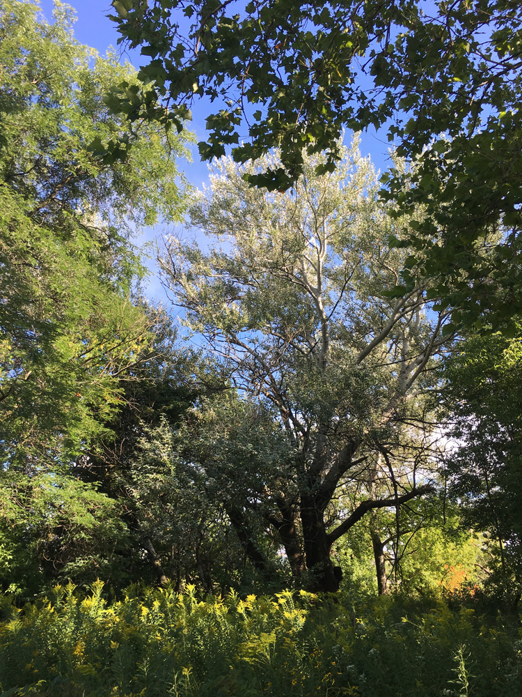 Sycamore copse