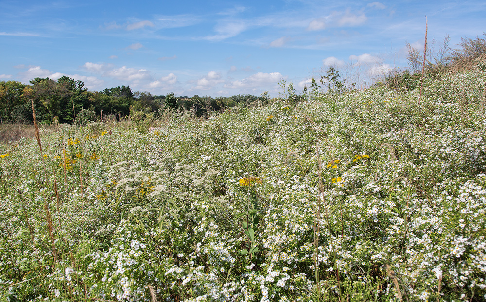 Wildflowers on the hillside.