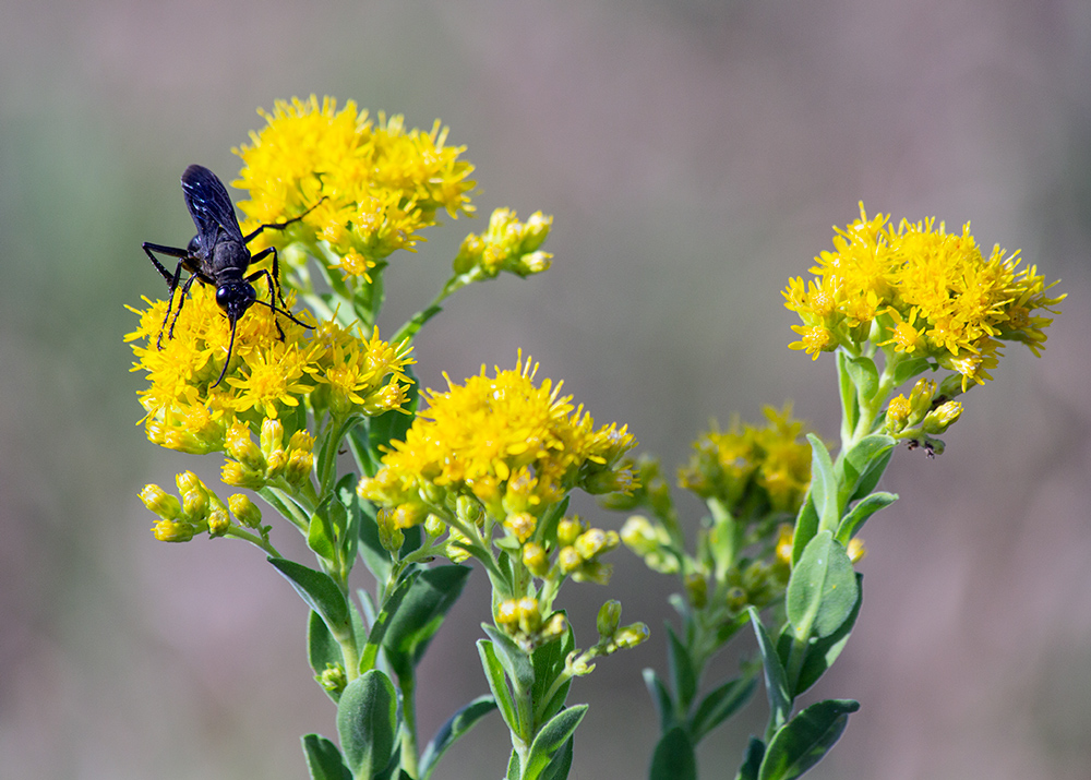 Great Black Wasp on stiff goldenrod