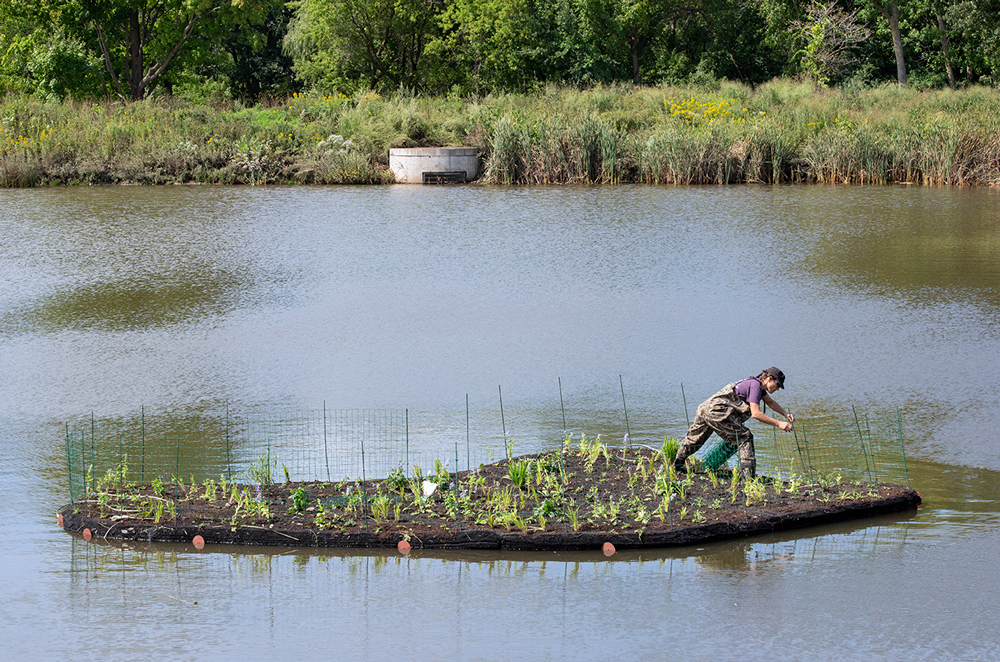 Adding the fencing to keep geese off the island.