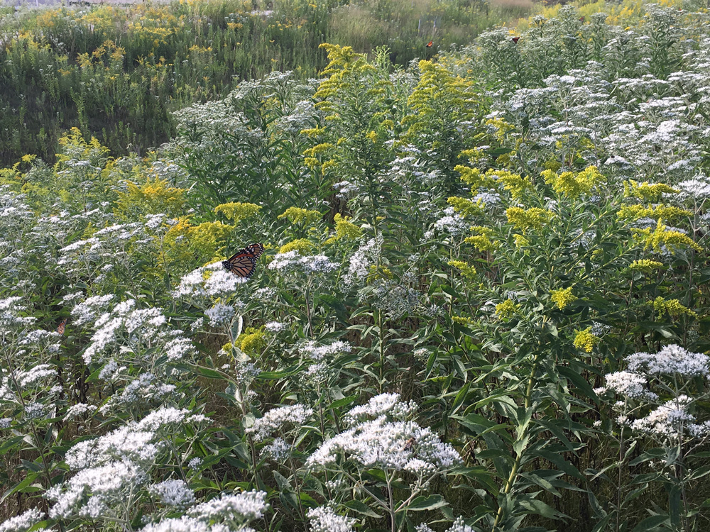 Monarchs on boneset and goldenrod